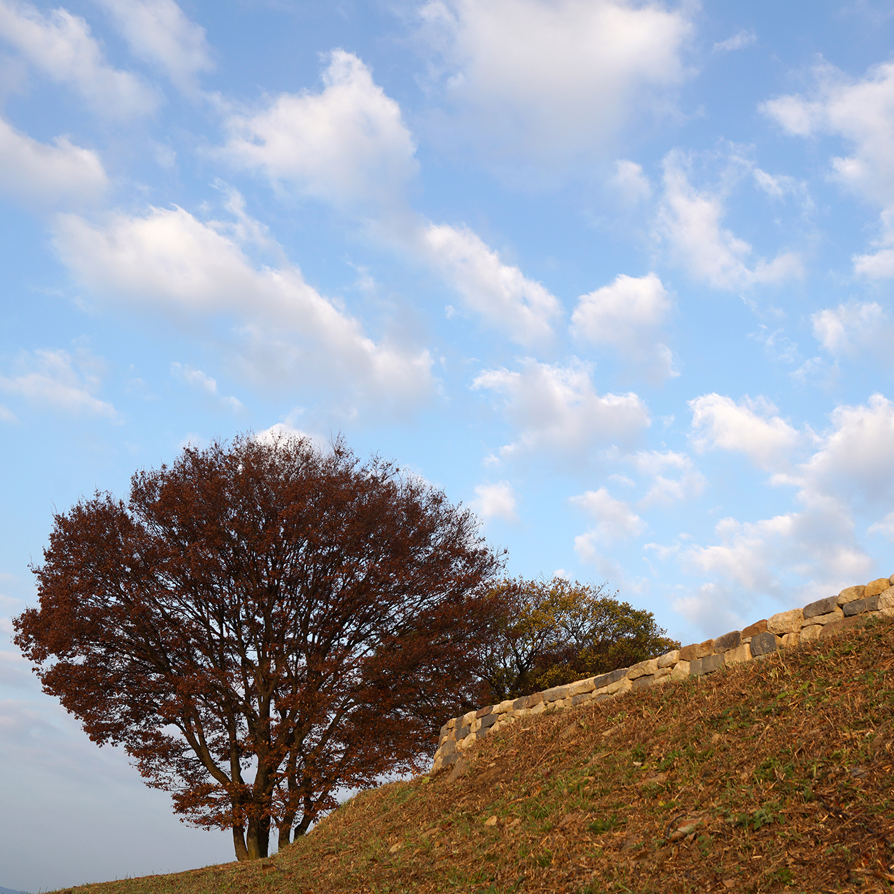 계족산의 가을풍경 이미지9